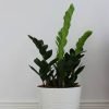 Zz Plants - 图片 2