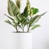 Calathea Beauty Star - 图片 2